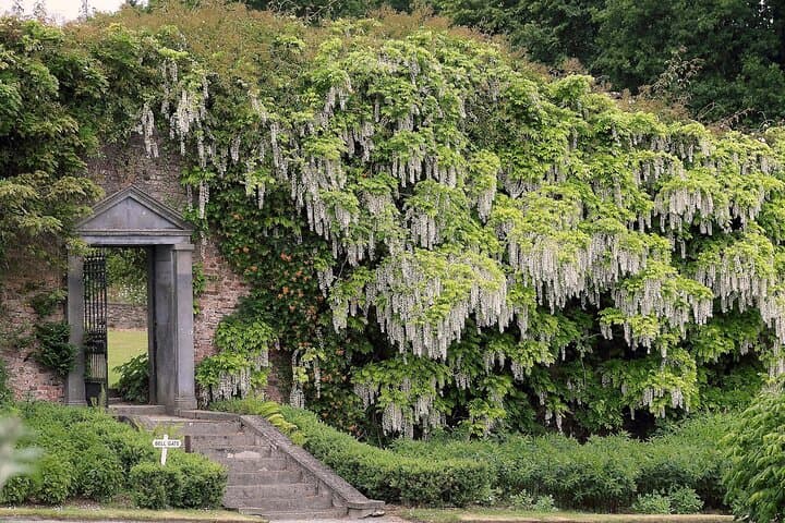 Explore Ireland's Global Garden: Mount Congreve Gardens Visitor Guide photo 3