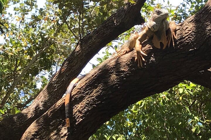 Roatán Iguana, Monkey & Sloth Sanctuary Tour with Beach Break photo 5