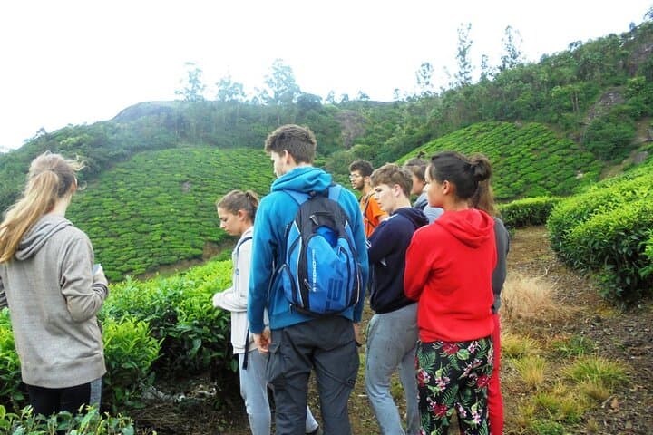 Munnar Half-Day Trek: Tea, Cardamom Trails & Sunrise Breakfast photo 3