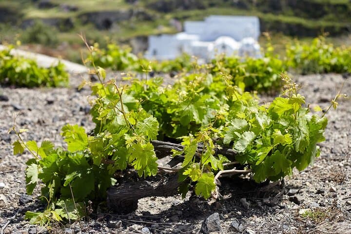 Santorini Wine SUV Private Tour — Volcanic Vineyards & Sunset Tastings photo 4