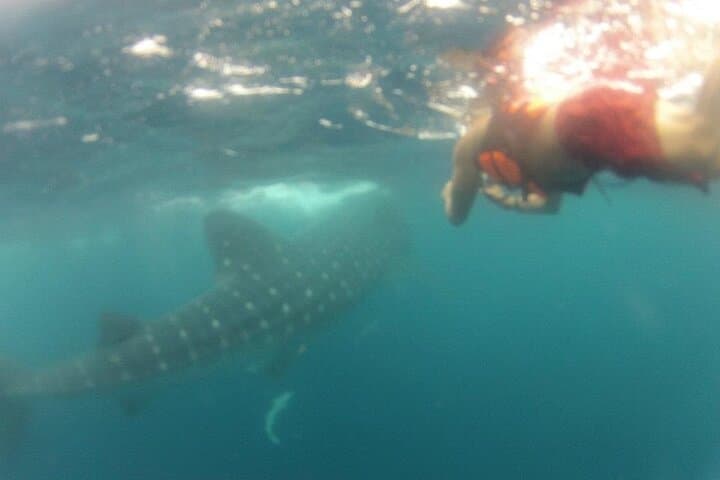 Swim With Whale Sharks From Isla Mujeres — Guided Snorkel Experience photo 5