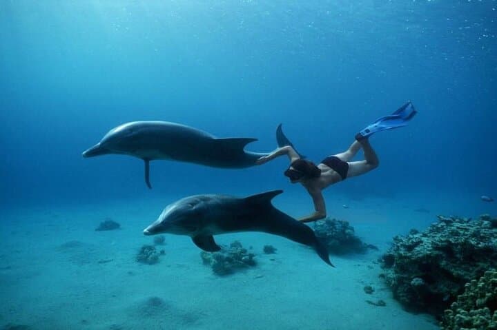 Dolphin House Hurghada: Guided Swim & Snorkel Day Trip with Lunch photo 5