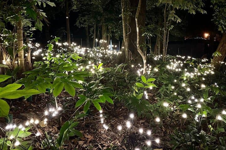 Maha Tower Sunset & Dream Forest Langkawi Night Walk — Private Tour Guide photo 6