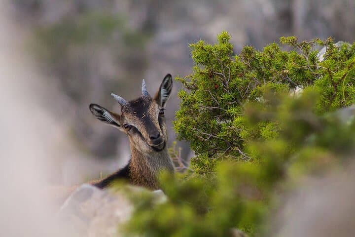 Full-Day Private Hike Through Samaria Gorge from Chania