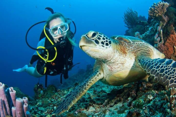 Bodrum Scuba Diving Experience: Aegean Reefs, Lunch and Roundtrip Transfer photo 6