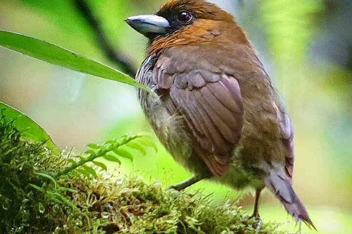 Monteverde Hanging Bridges and Night Walk Combo: Cloud Forest Bridges & Nocturnal Wildlife Tour photo 6
