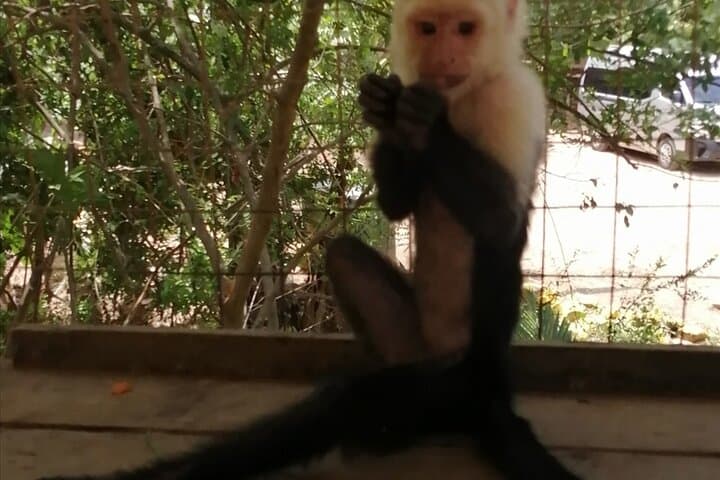 Roatán Sloth & Monkey Sanctuary and Chocolate‑Rum Cake Tour: Wildlife, Views & Island Flavors photo 2