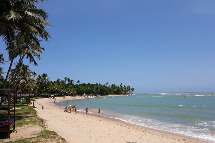 Coconut Coast & Praia do Forte Day Trip from Salvador — Private Coastal Tour photo 3