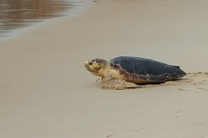Coconut Coast & Praia do Forte Day Trip from Salvador — Private Coastal Tour photo 5