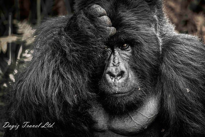 3-Day Bwindi Gorilla Trekking Experience in Uganda