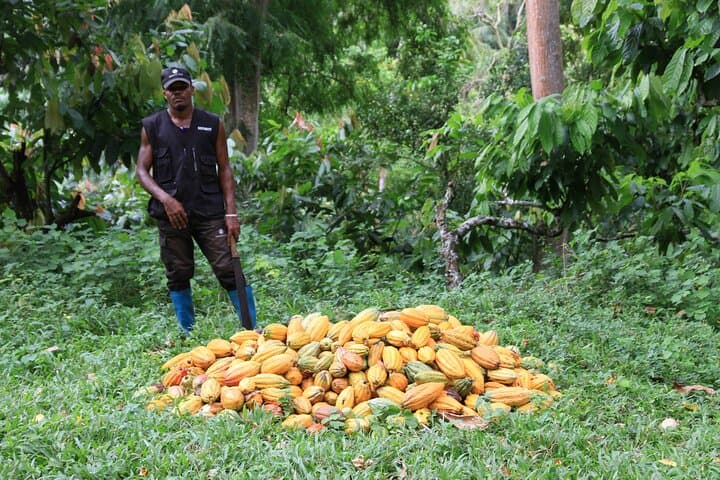 Cacao Road Excursion: Cocoa Plantations, Processing & Tasting on Sao Tome photo 3