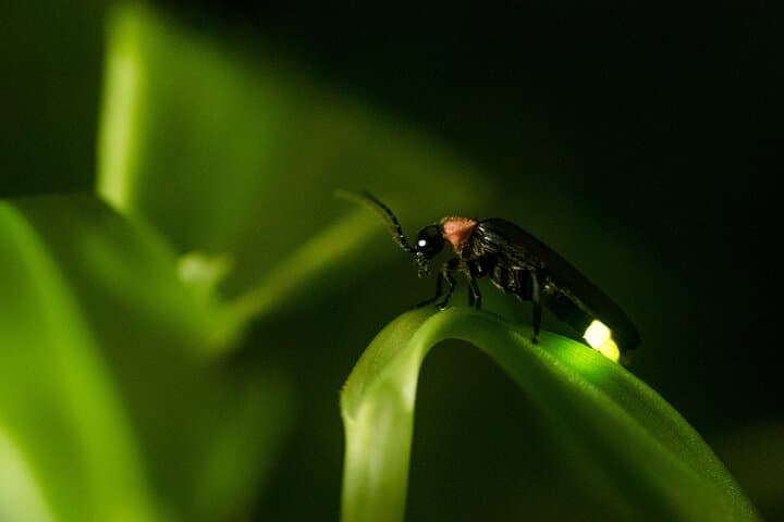 Kuala Selangor Firefly Tour: Private Day Trip from Kuala Lumpur photo 3