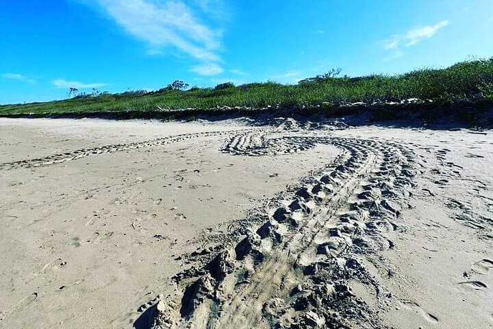 Playa Grande Turtle Nesting Tour — Night Beach Walks in Cabo Velas, Costa Rica