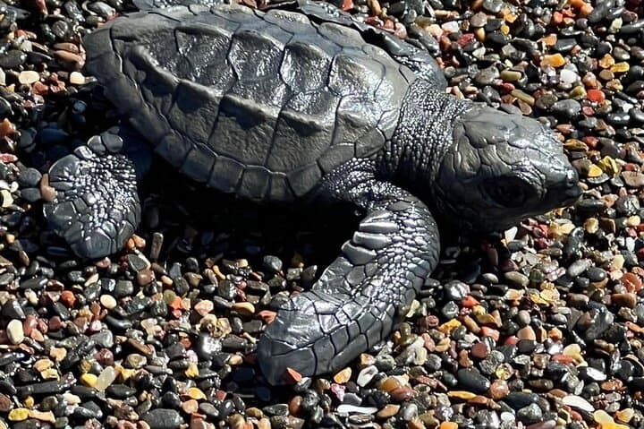 Playa Grande Turtle Nesting Tour — Night Beach Walks in Cabo Velas, Costa Rica photo 2