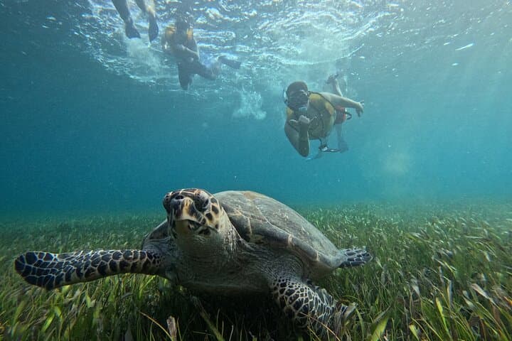 Drive a Speedboat, Snorkel Reefs & Cenote Dip — 3-in-1 Jungle Tour Cancun photo 2