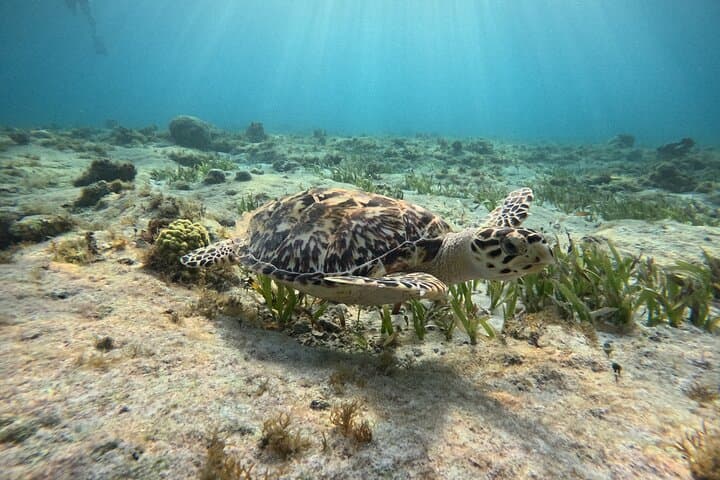 Drive a Speedboat, Snorkel Reefs & Cenote Dip — 3-in-1 Jungle Tour Cancun photo 4