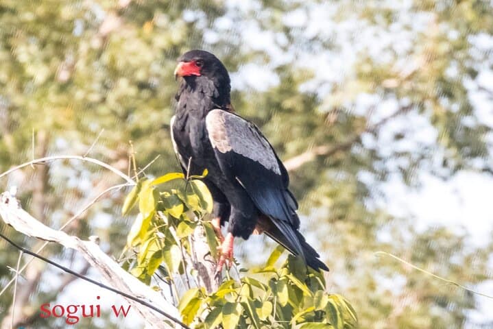 15-Day Senegal Birding Tour — Djoudj, Niokolo-Koba & Sine Saloum Birding Circuit