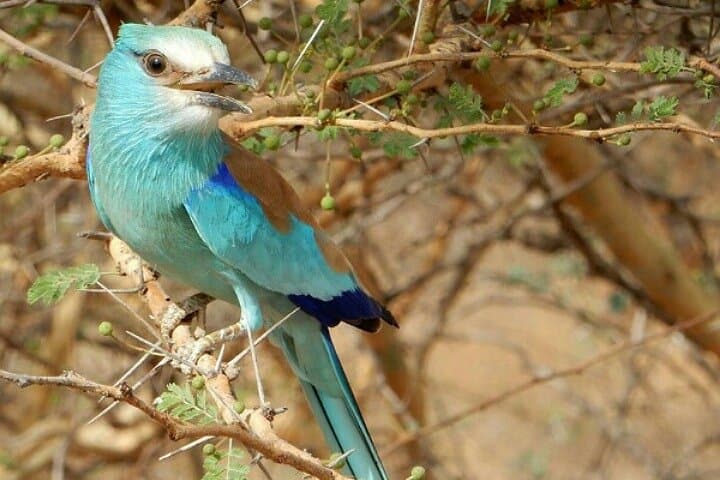 15-Day Senegal Birding Tour — Djoudj, Niokolo-Koba & Sine Saloum Birding Circuit photo 2