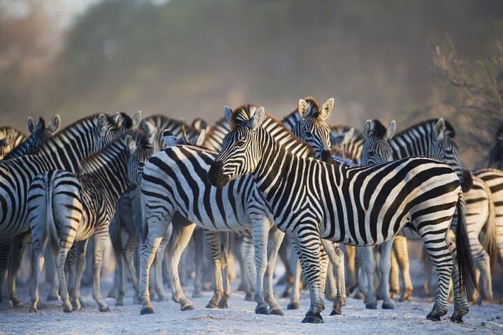 Full-Day Aquila Big-Five Safari from Cape Town: Private Guided Game Drive