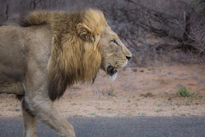 Full-Day Aquila Big-Five Safari from Cape Town: Private Guided Game Drive photo 3