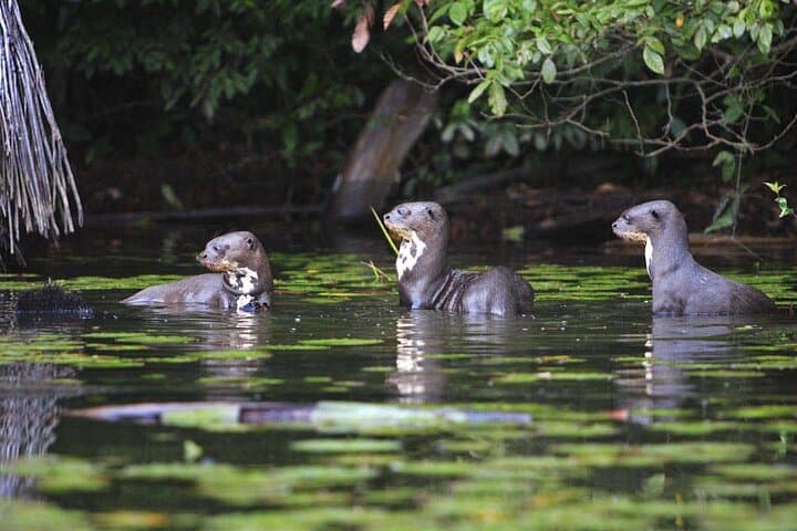7-Day Manu Reserved Zone Amazon Tour — Treehouse Inn & Wildlife Encounters photo 3