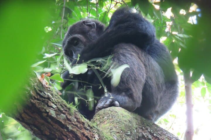 Kibale Chimpanzee Trekking Safari: 3-Day Primate Adventure from Kampala