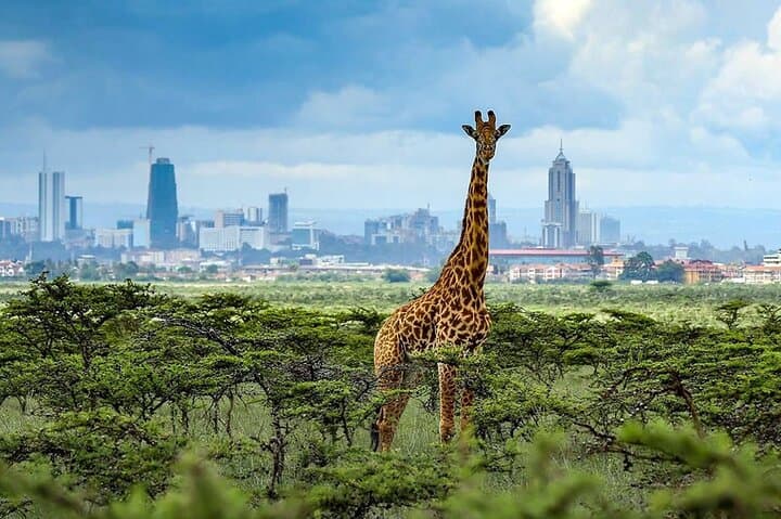 Half-Day Nairobi National Park Safari — Skyline Rhinos, Giraffes & Bead Workshop photo 4