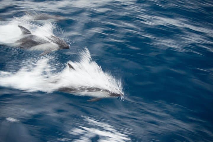 Dolphin and Whale Watching in Negombo: What to Expect on a 4‑Hour Boat Tour photo 4