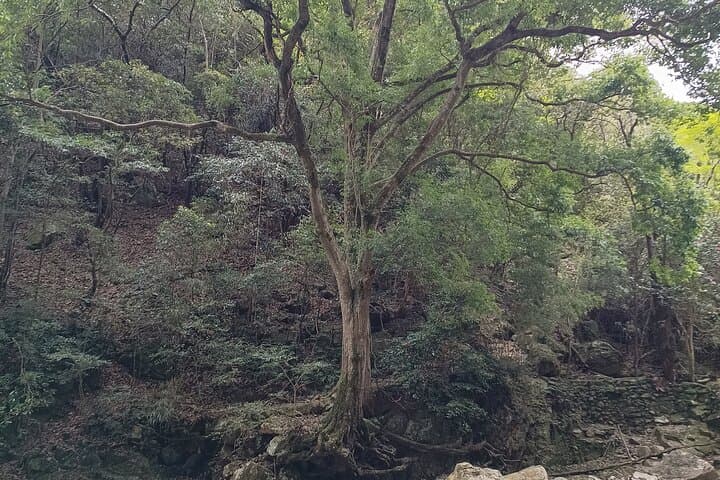 Settsukyo Gorge River Hike & Natural Onsen — Day Trip from Osaka photo 4