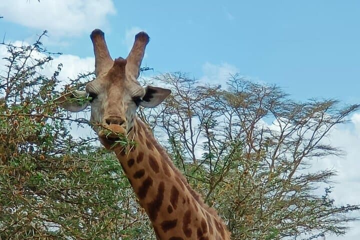 Giraffe Centre Nairobi: Close Encounters with Rothschild Giraffes photo 6