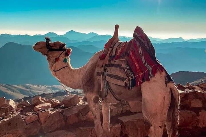 7-Day Sinai Mount Hike, Desert Camping & Nile Cruise Highlights photo 3