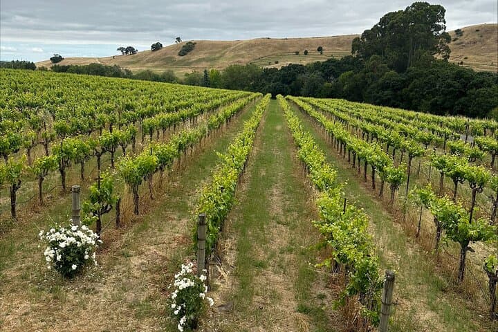 Napa & Sonoma Wine Tour from San Francisco: Full-Day Tastings and Scenic Valley Drives photo 6