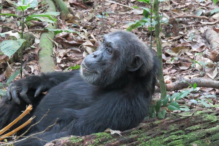 Kibale Chimpanzee Trekking Safari: 3-Day Primate Adventure from Kampala photo 4