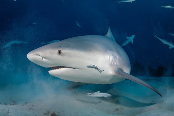 Playa del Carmen Small-Group Scuba: Two Dives on Caribbean Reefs photo 3