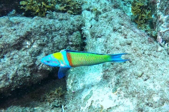 Guided Snorkeling in Los Cristianos, Tenerife — Rays, Reefs & Beginner-Friendly Bays photo 3
