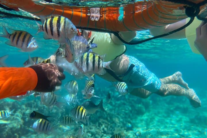Half-Day Roatan Nature Park Snorkeling & West Bay Beach Experience