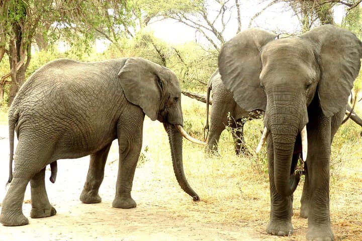 Tarangire National Park Private Guided Day Safari from Arusha photo 5
