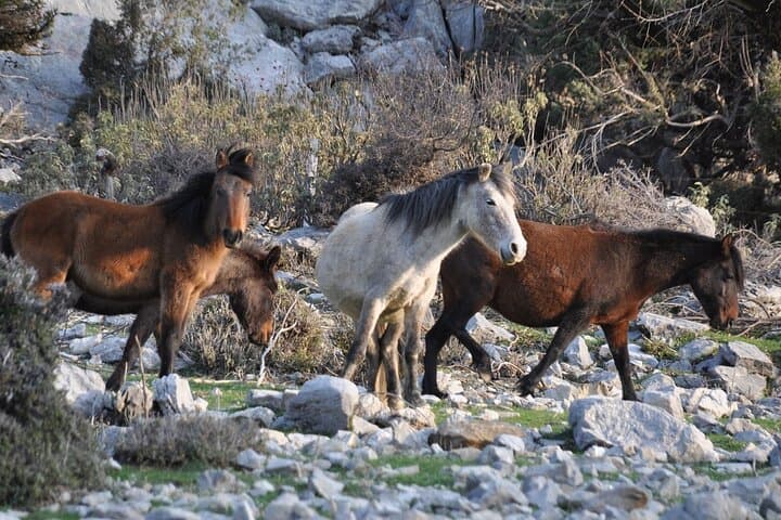 Private Tour to Ormana & Altınbeşik Cave from Side — Day Trip with Lunch photo 6