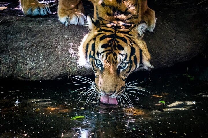 Behind-the-Scenes Tiger Experience at Melbourne Zoo photo 4