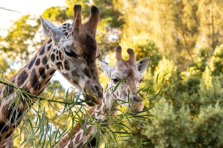 Up-Close Giraffe Experience at Melbourne Zoo — Behind-the-Scenes Encounter photo 3