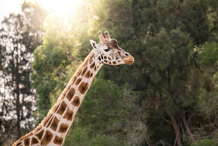 Meet the Giants: Giraffe Experience at Werribee Open Range Zoo photo 2