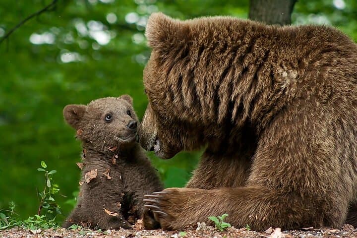 Libearty Bear Sanctuary & Bran (Dracula) Castle Day Trip from Brașov photo 3