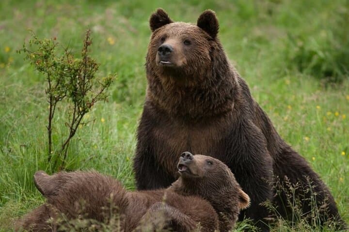 Libearty Bear Sanctuary & Bran (Dracula) Castle Day Trip from Brașov photo 4