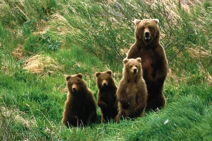 Libearty Bear Sanctuary & Bran (Dracula) Castle Day Trip from Brașov photo 5