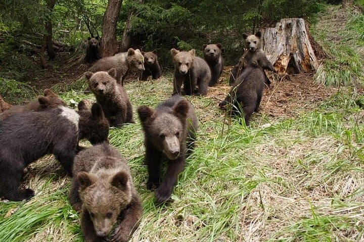 Libearty Bear Sanctuary & Bran (Dracula) Castle Day Trip from Brașov photo 6