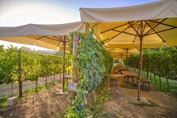 Chianti Vineyard Wine Tasting and Dinner: Semi-Private Tour from Florence photo 5