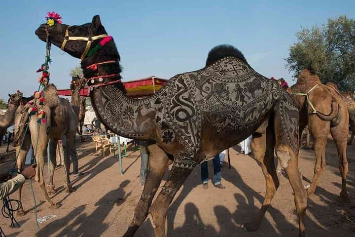 Private Day Trip to Pushkar from Jaipur: Dargah Sharif, Brahma Temple & Camel Ride photo 4