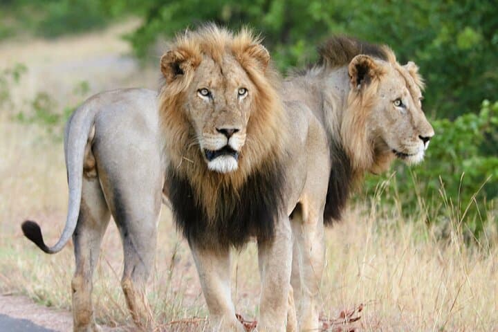 Full-Day Kruger Safari from Hazyview — Big Five in Southern Kruger photo 2