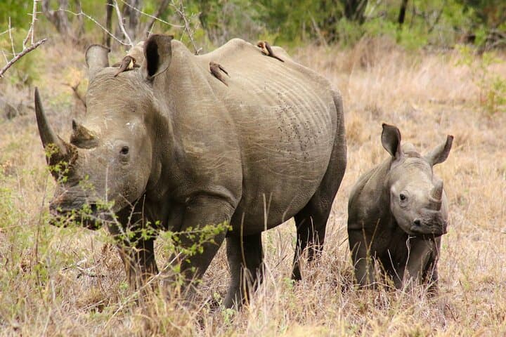 Full-Day Kruger Safari from Hazyview — Big Five in Southern Kruger photo 4