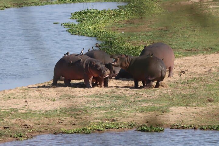 Full-Day Kruger Safari from Hazyview — Big Five in Southern Kruger photo 5